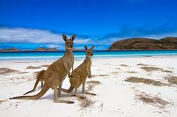Kangaroos on a Beach